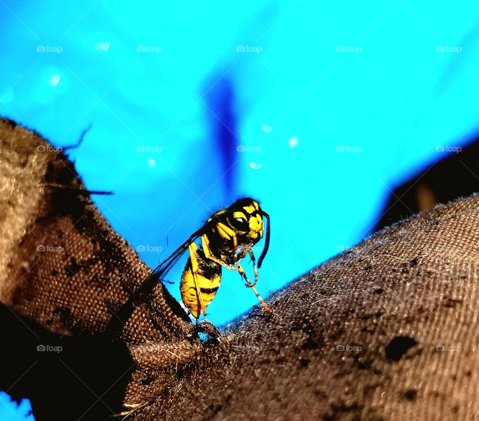 I see a bee staring at me