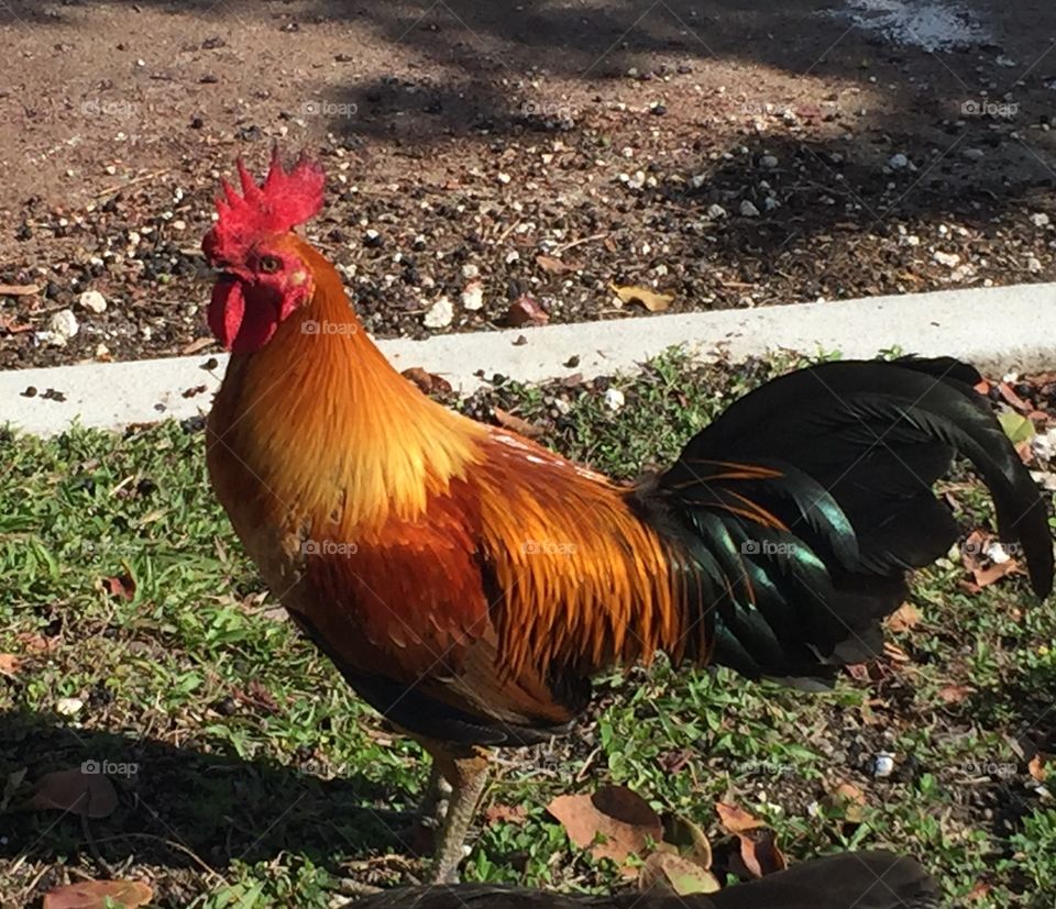 Florida Keys Rooster