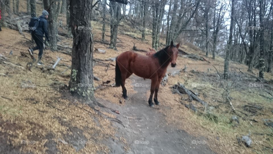 Meeting horses in the forest