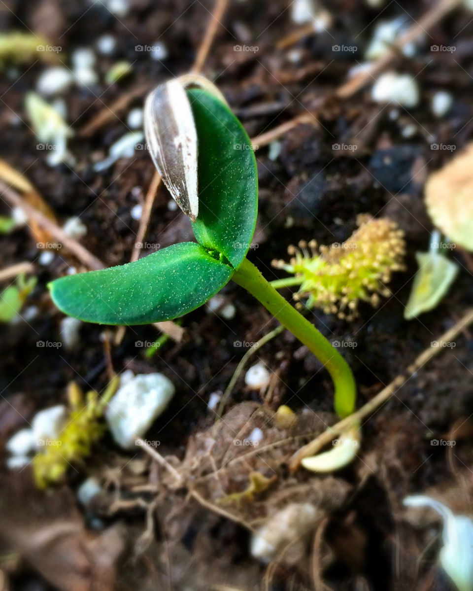 Sunflower Seedling 