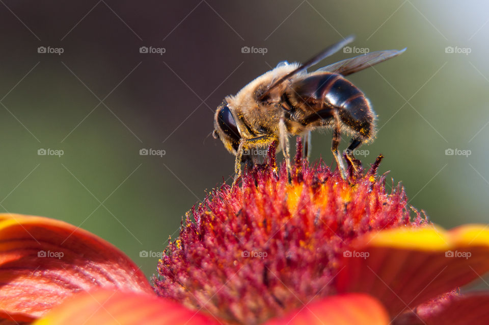 Extreme close-up of bee on flower