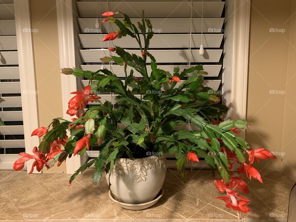 Christmas Cactus