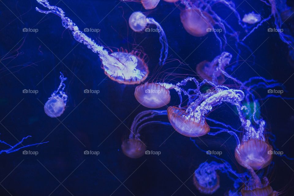 Jellyfish 