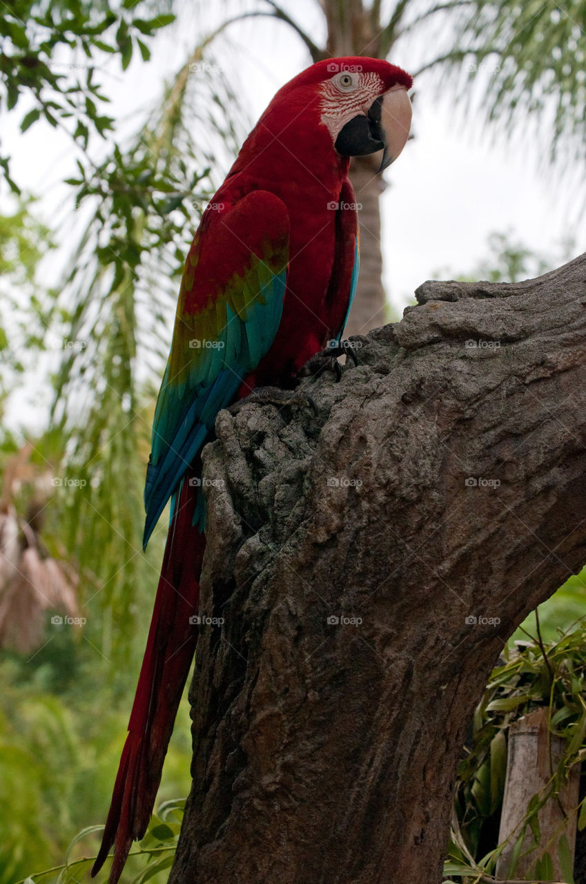 Scarlet Macaw