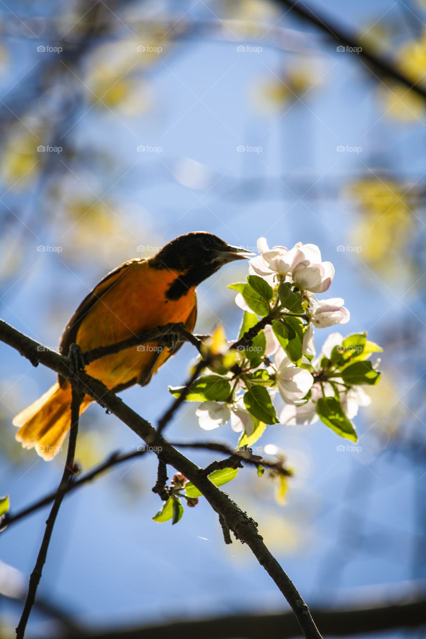 Baltimore Oriole feasting on an apple tree blossoms