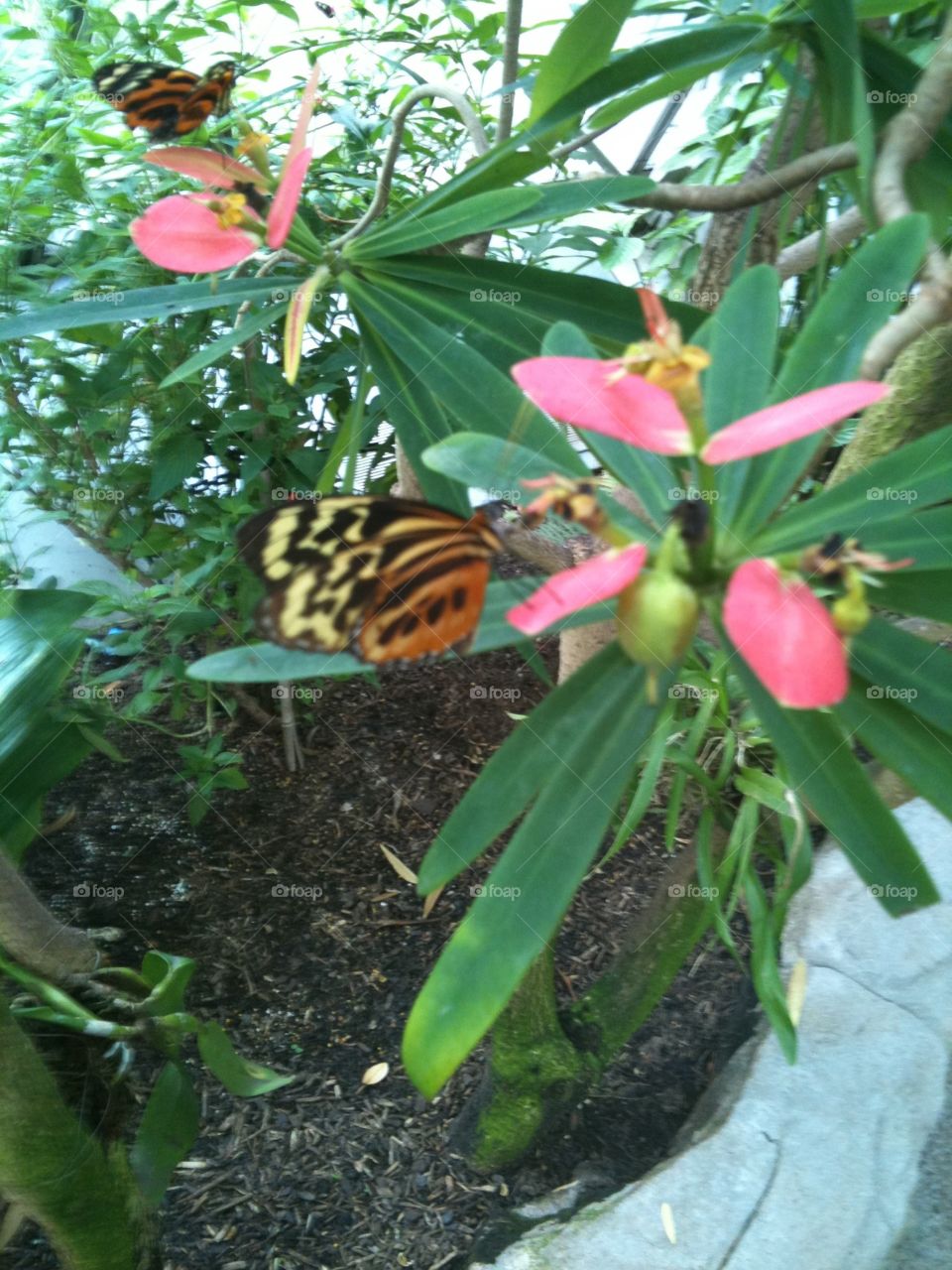 Butterflies on flowers. Butterflies!!!!