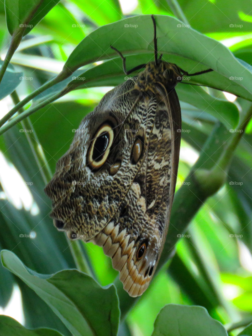 owl butterfly