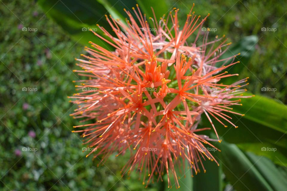 Close-up of flower head