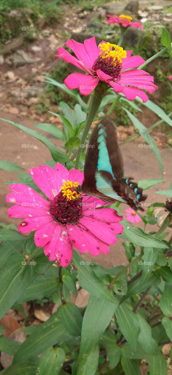 Tosca green butterfly perched on a flower