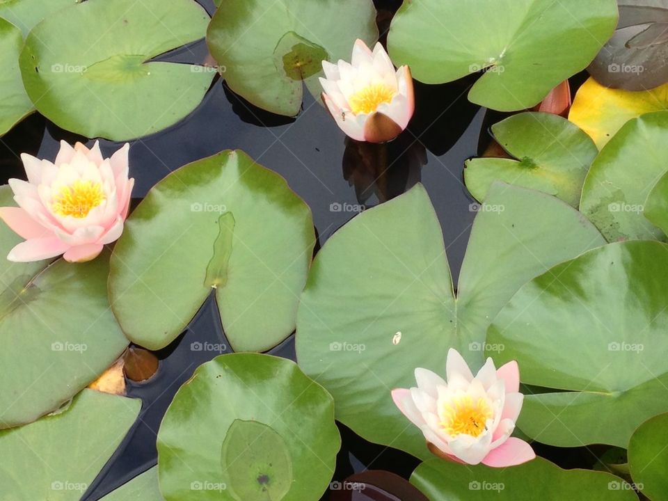 Lilies in a garden pond
