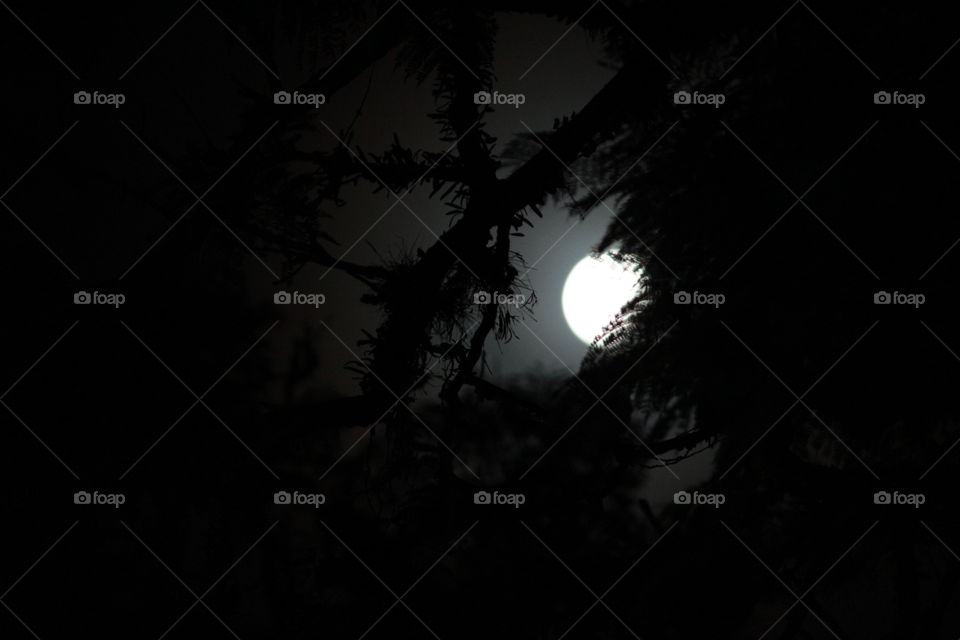 The light of the moon between branches and leaves.