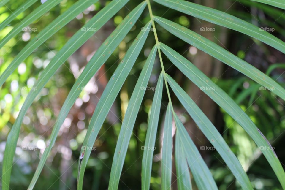 This palm leaf is a beautiful desolate of a tropical garden. Cool green tones paired with a soft bokeh effect make it a gorgeous image for any project!