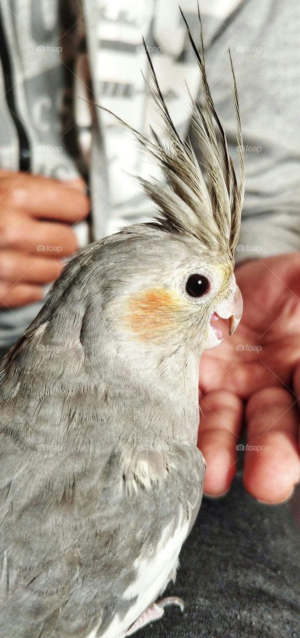 Our beautiful daughter,Miss.Malous was captured in this beautiful frame as she walked towards her loving father's hand and spoke to him a bit .Do you know why her long and straight crown is? It means she is in a good mood and happy🤗