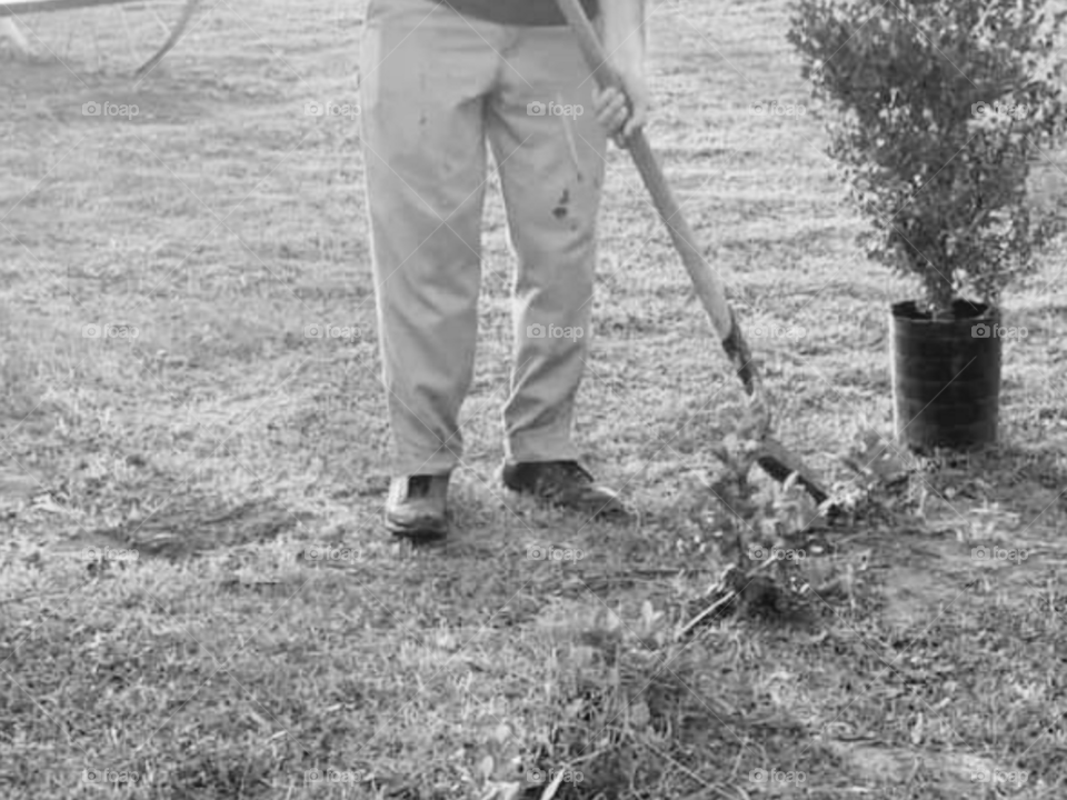 plantar un árbol hermoso