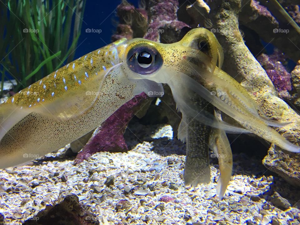 Squid eating fish