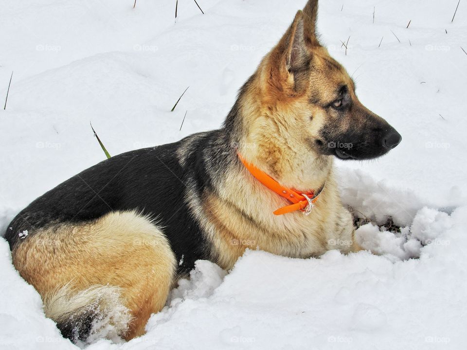 German shepherd dog in snow