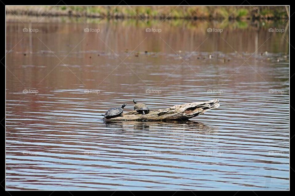 Turtle log 