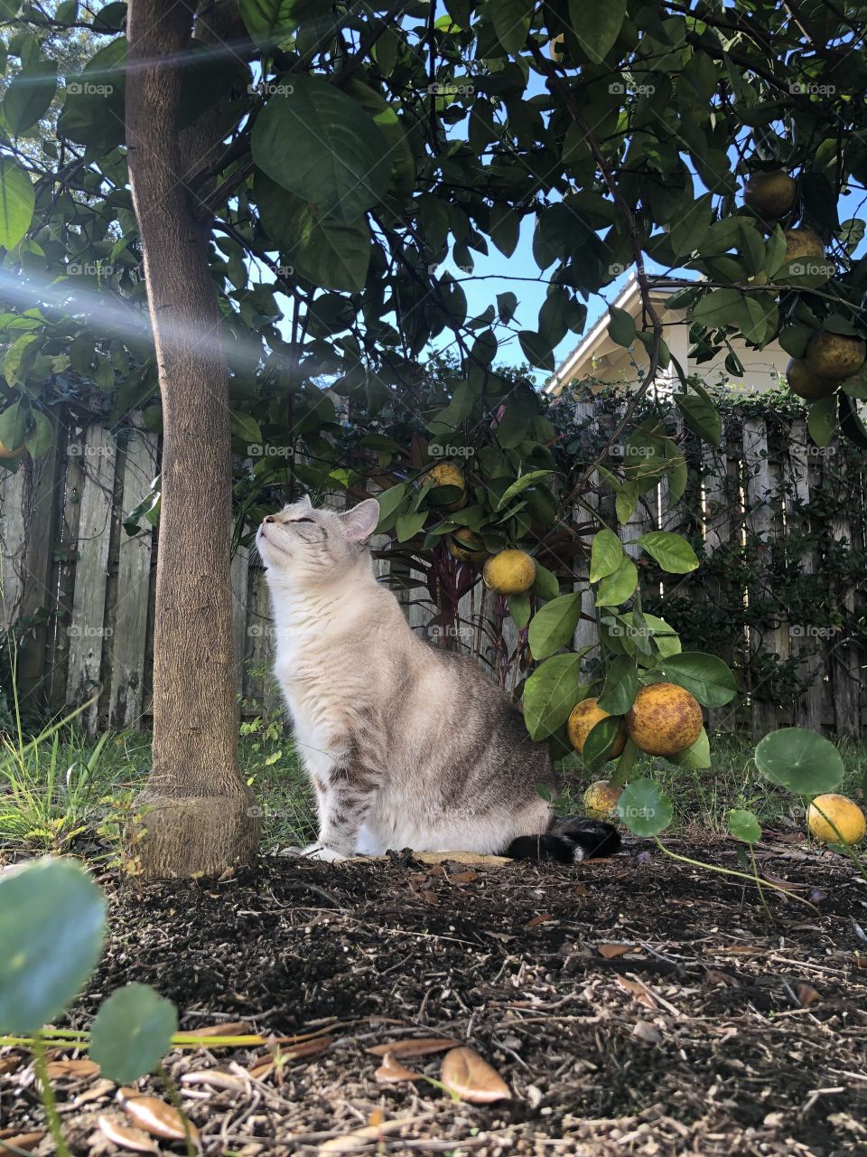 Cat Underneath a Florida Navel Orange Tree