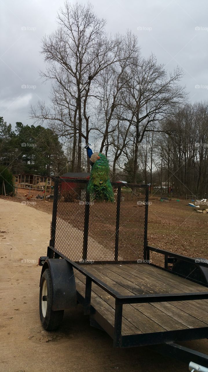 No Person, Tree, Outdoors, Wood, Landscape