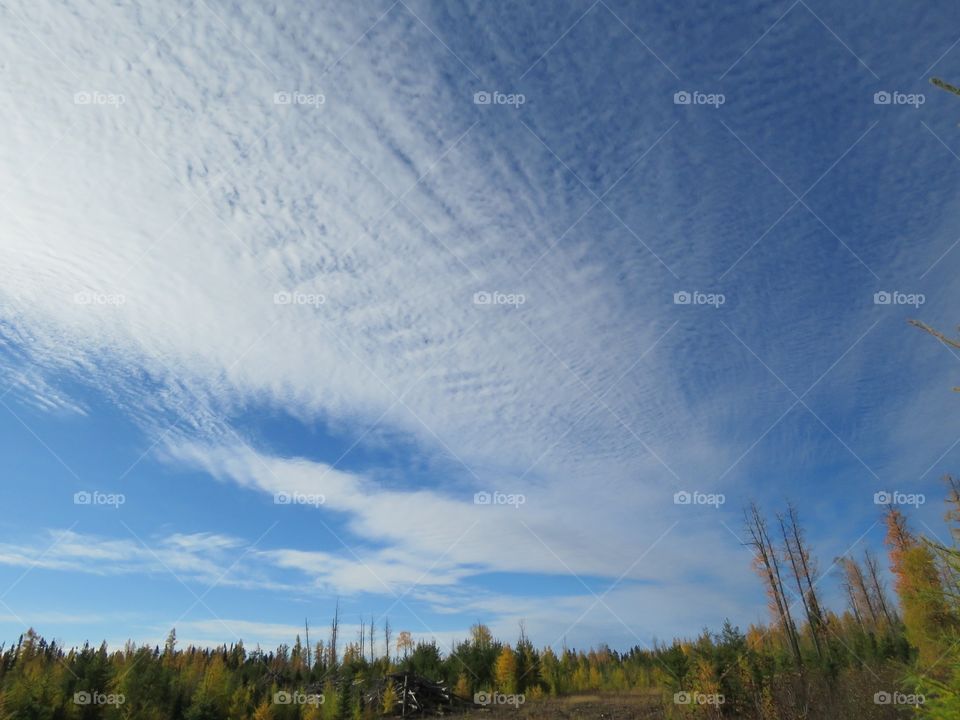 A neatly patterned cloudy sky above a fall forest. 