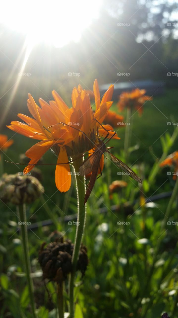 A dragonfly on a marigold