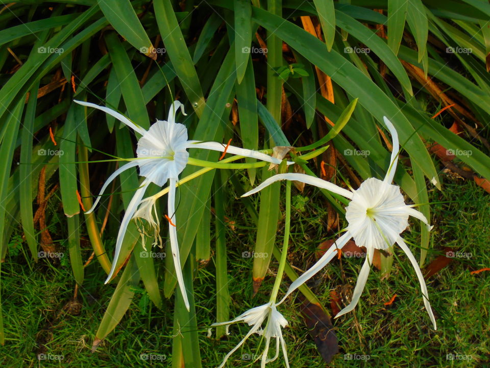 Spider lily