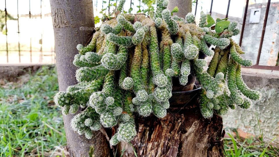 Linda planta, cactos que mesmo com tantos espinhos mostra uma beleza incrível.