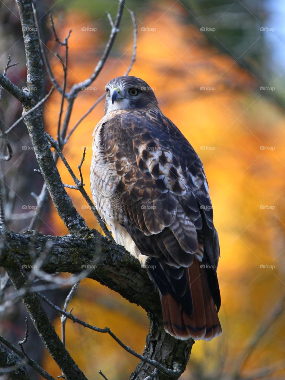 red-tailed hawk
