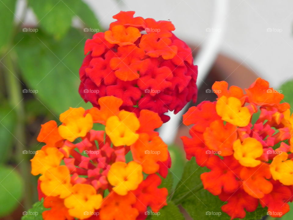 lantana