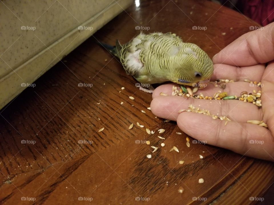 baby parakeet who is not afraid to make friend beyond his own kind. special one, smart, brave, think out of box, go beyond limits, breaking the roles, friendship, trust, love, care, and safety!