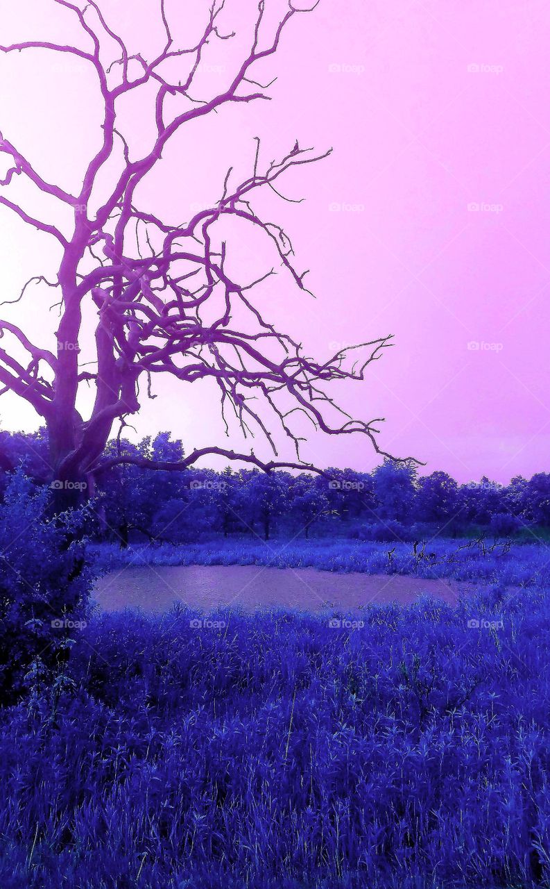 colorful macabre tree