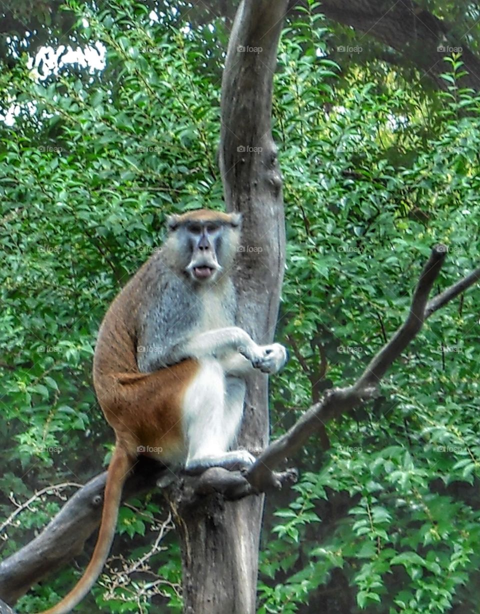 Tree monkey