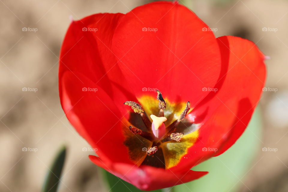 Red tulip