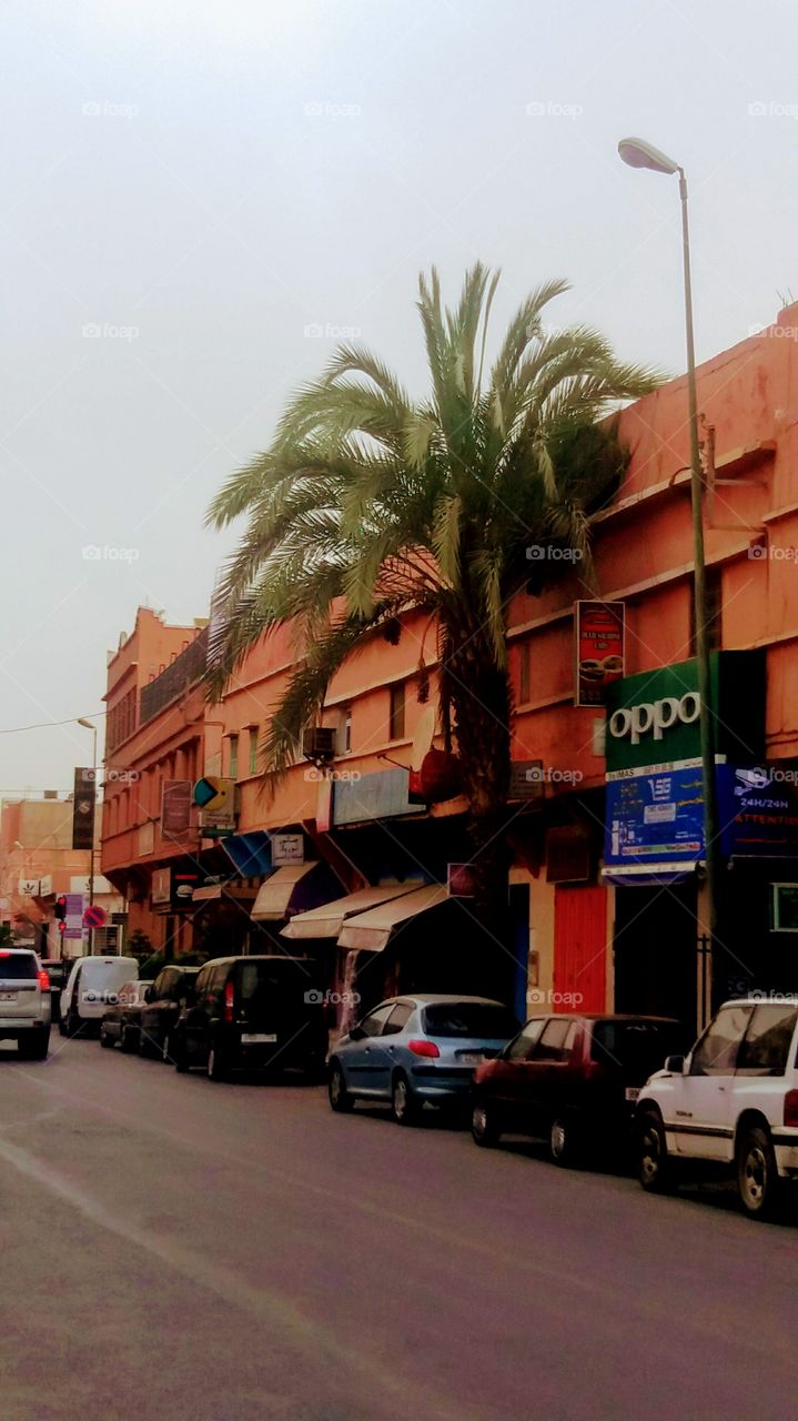 A palm-tree in the street in Guelmim