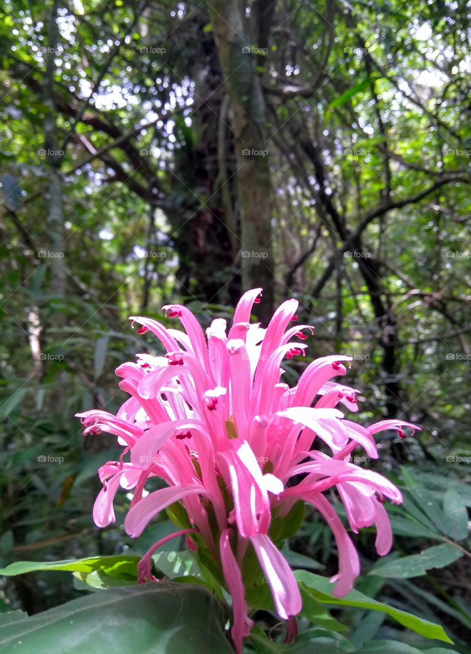 Flower in the Mata Atlântica
