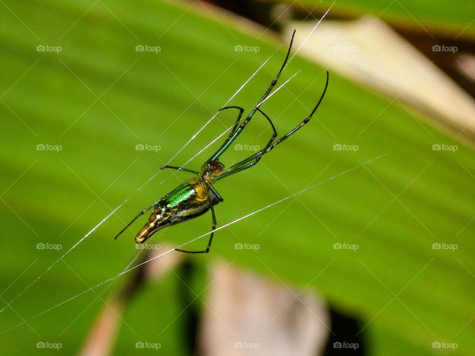 spider on a spiderweb