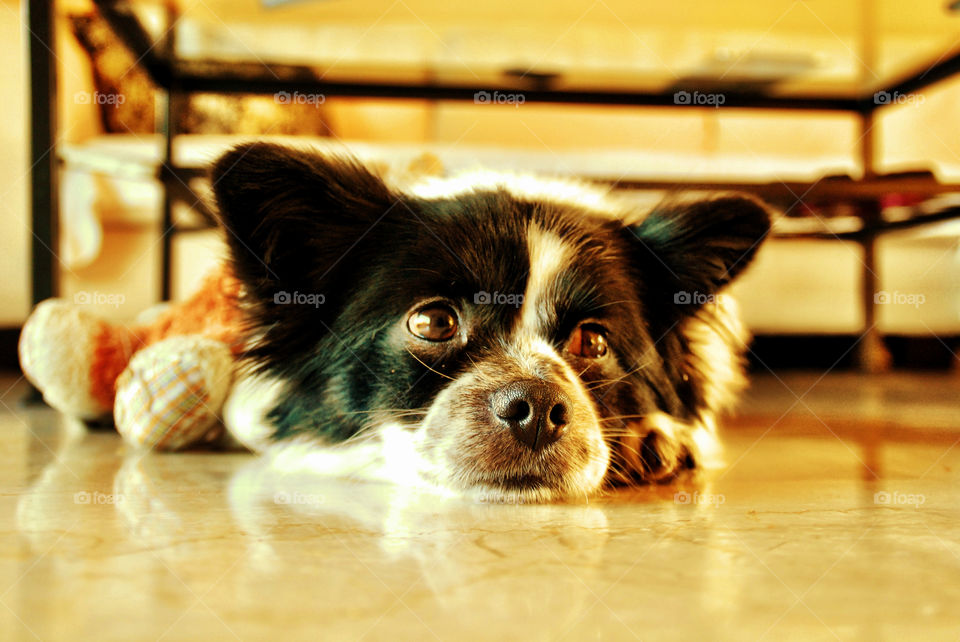 Close-up lying down dog