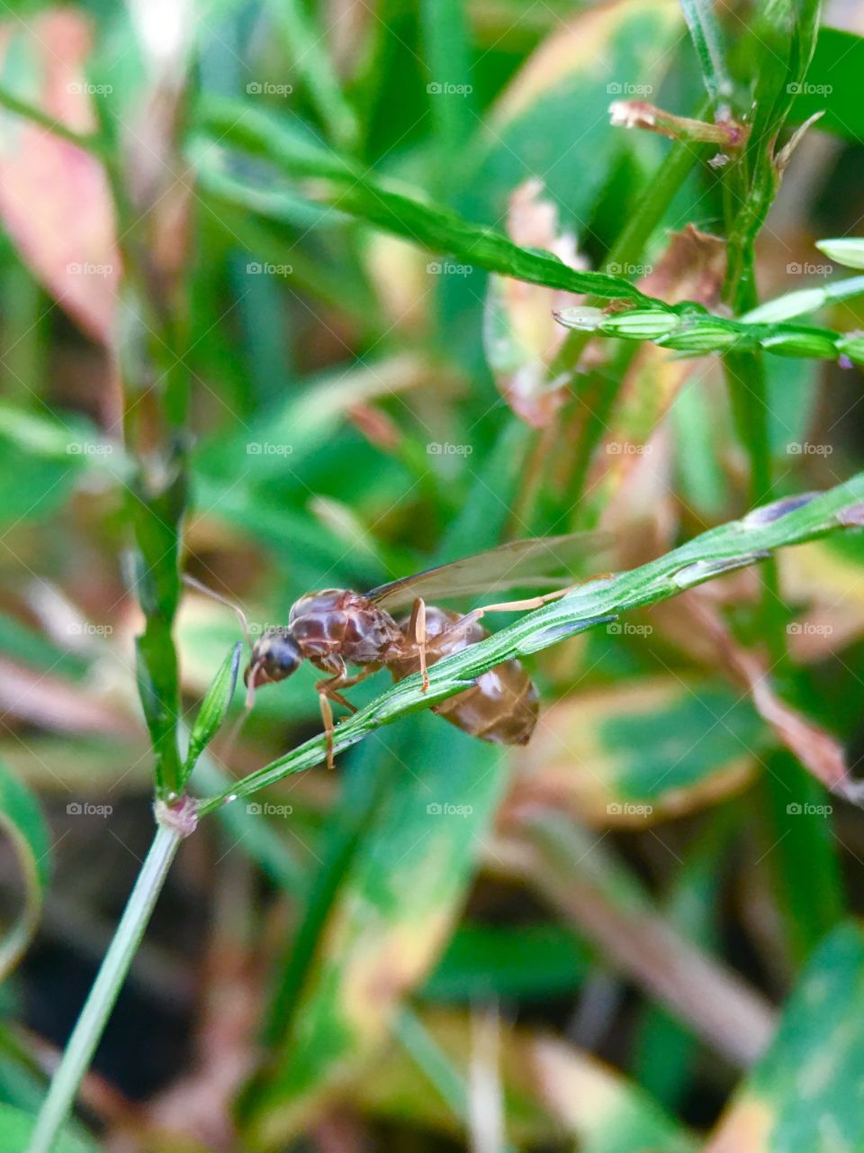 Ant working on a nest