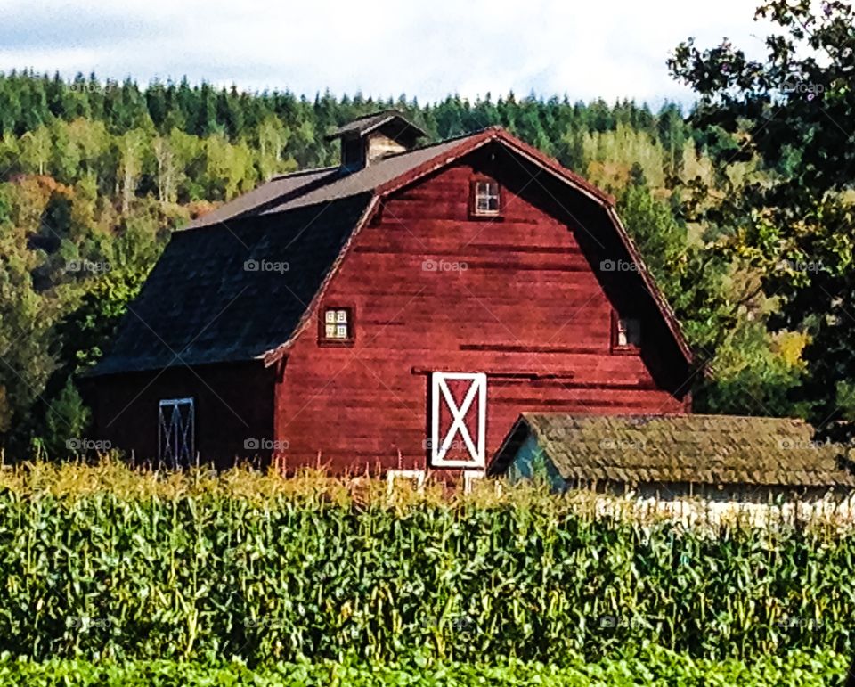 Red barn