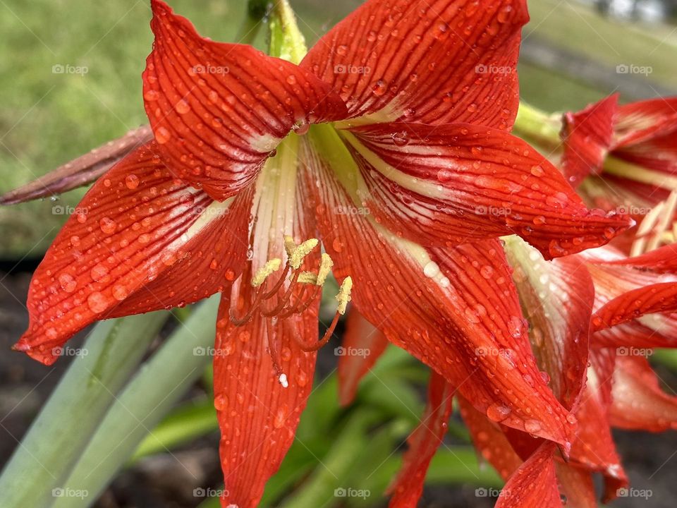 Amaryllis plant with red flower covered with raindrops 