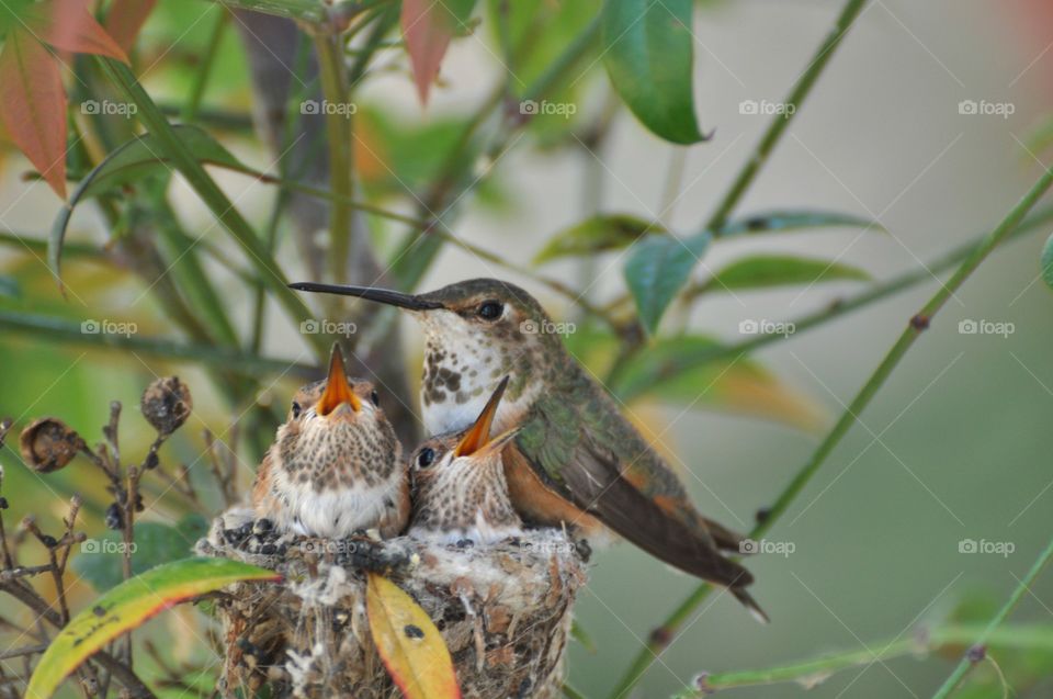 Mama hummingbird with her chicks