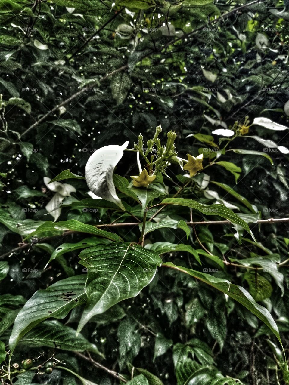 White Green and Yellow