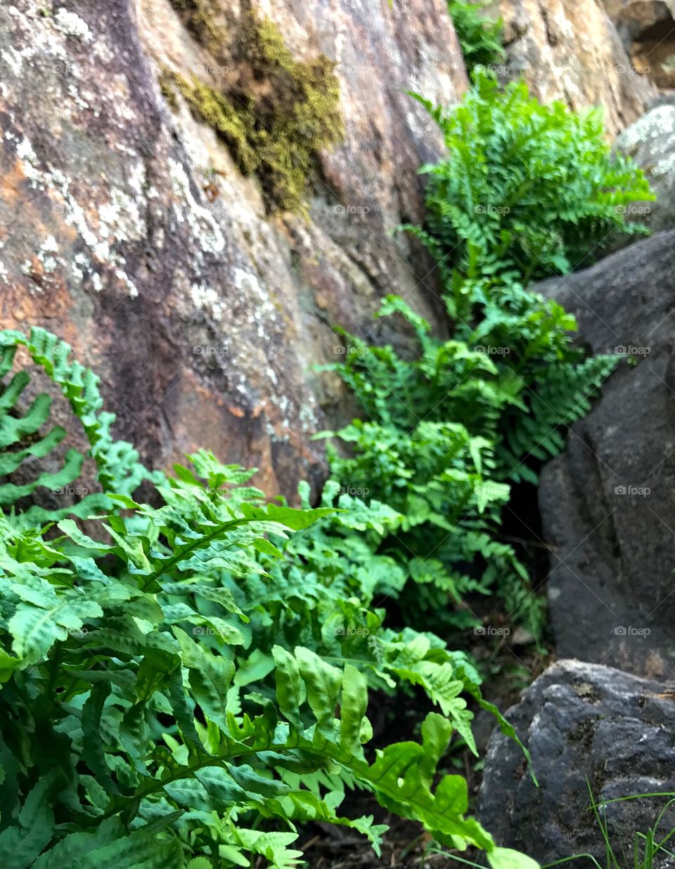 Ferns growing in between some rocks 