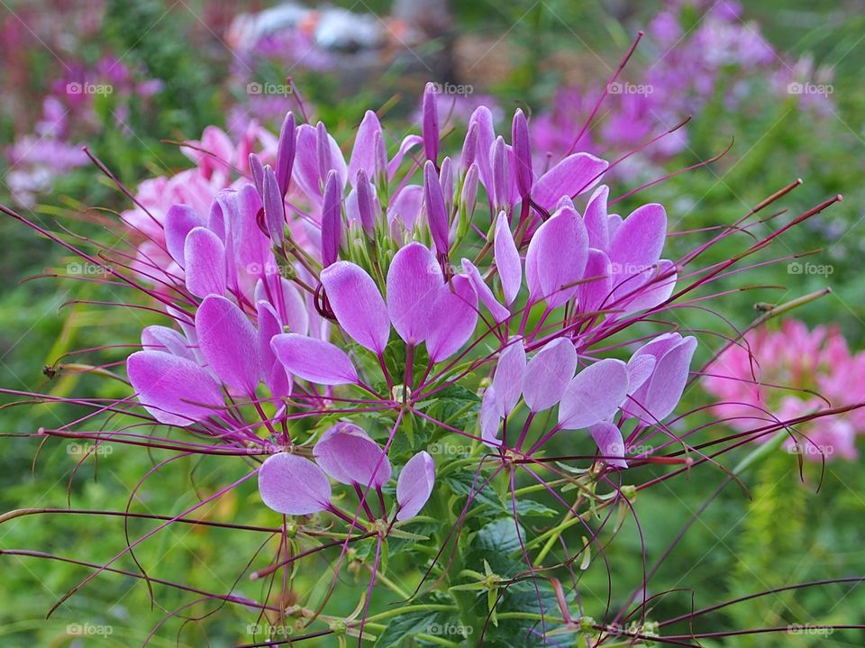 Spiderflower