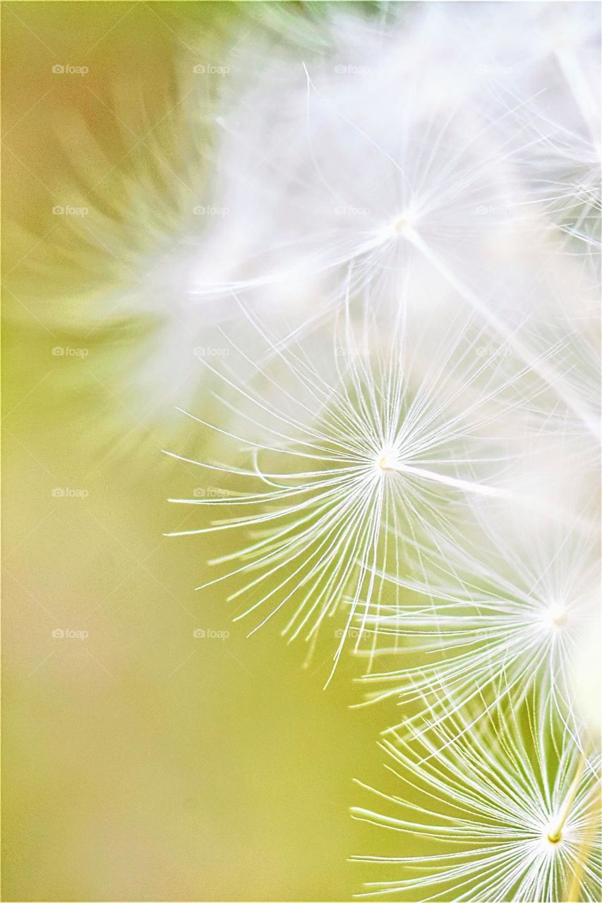 white fluffy dandelion seeds on a sunny spring day macro picture