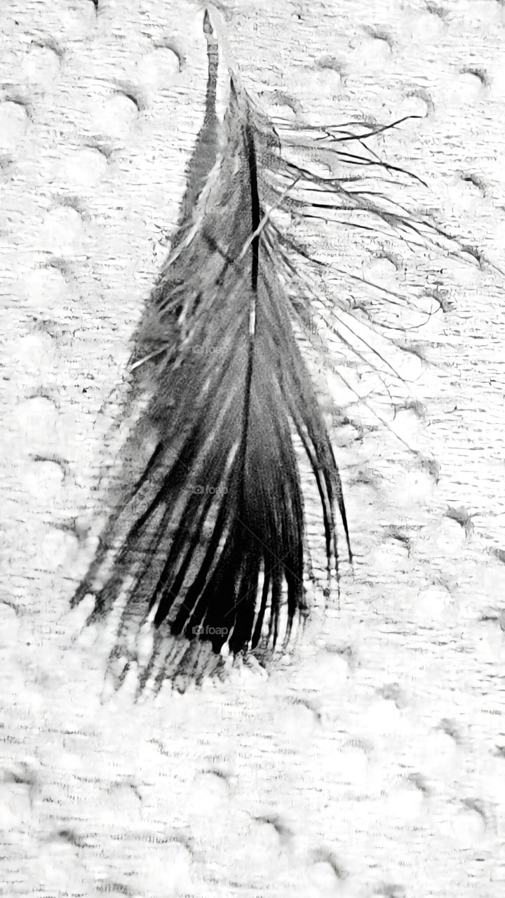 A  feather with white background