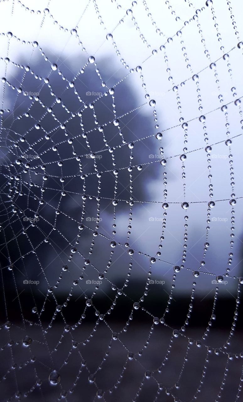 Morning dew on a spiderweb