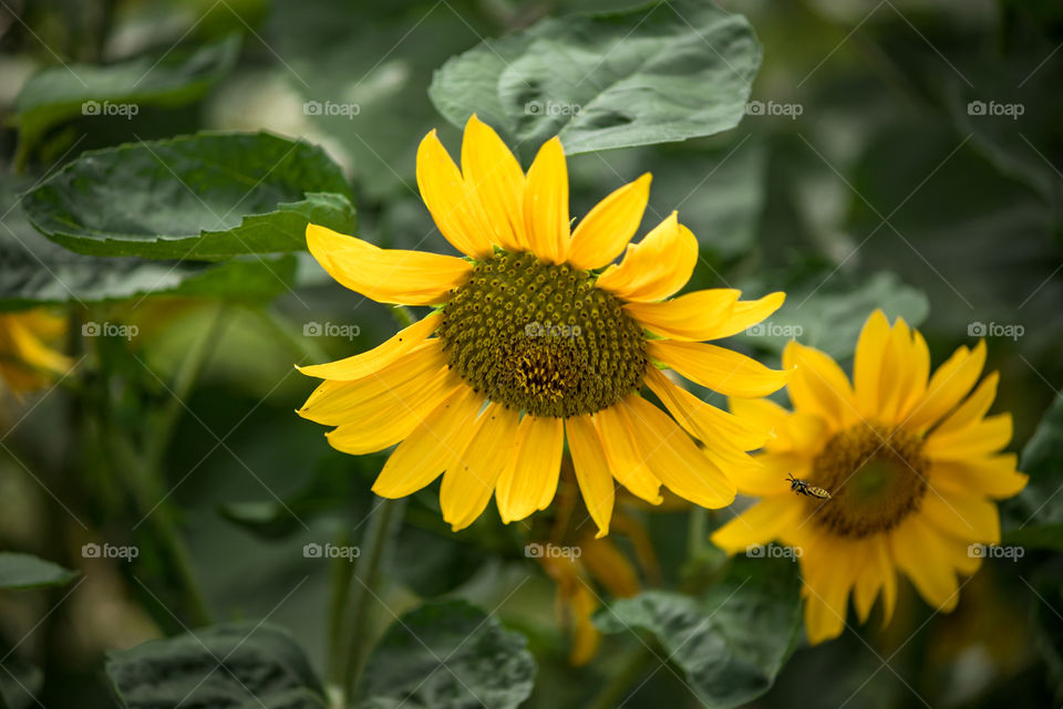 sunflowers bees and bumblebees