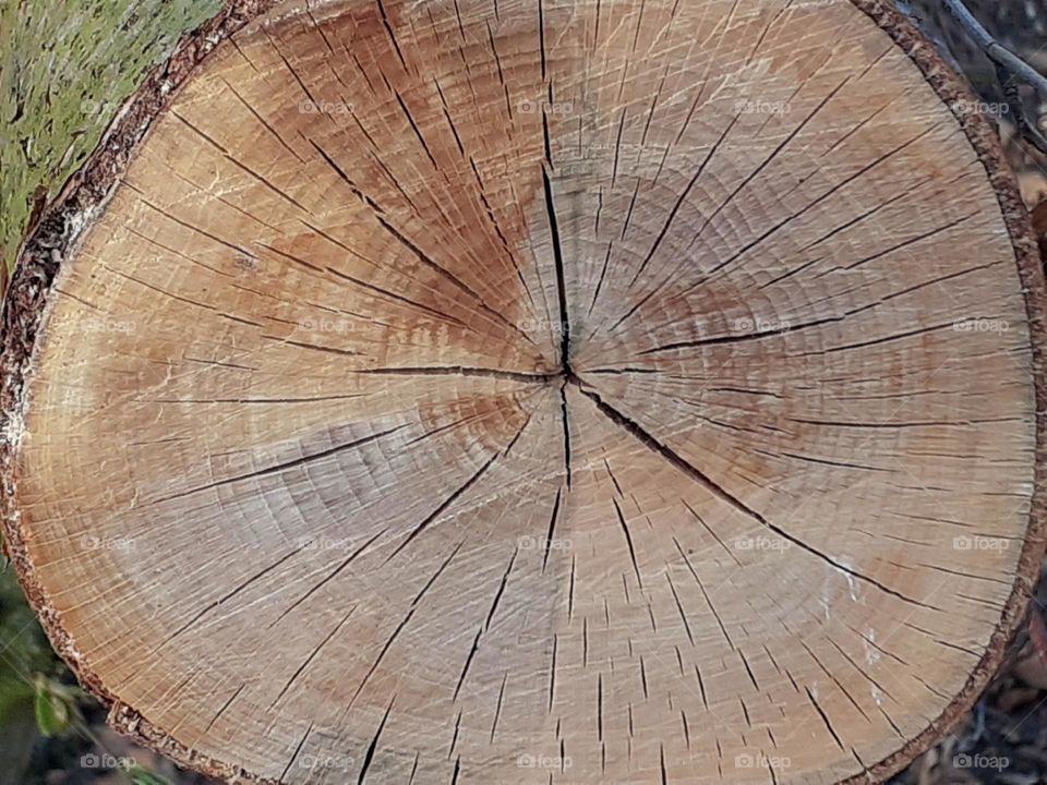 the interior of the tree