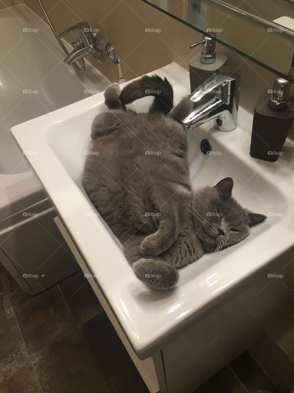 Who said cats do not like water... or sinks?